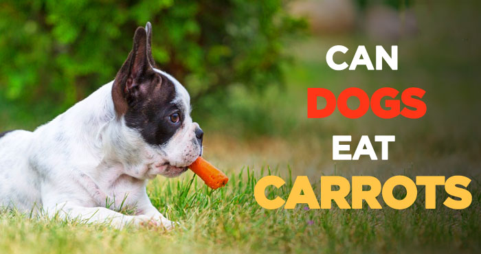 Can Dogs Eat Carrots: Tasty, Nutritious and Incredibly Cheap Treats