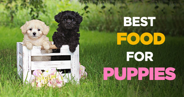 Best Puppy Food: Choosing The Best Dog Food for Puppies 2022