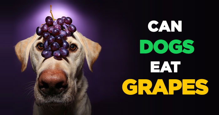 Can Dogs Eat Grapes: Raisin The Alarm on Grape Toxicity in Pups