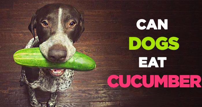 Can Dogs Eat Cucumbers: Are Cucumbers Good for Dogs to Eat Everyday