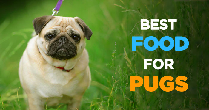 Best Dog Food for Pugs